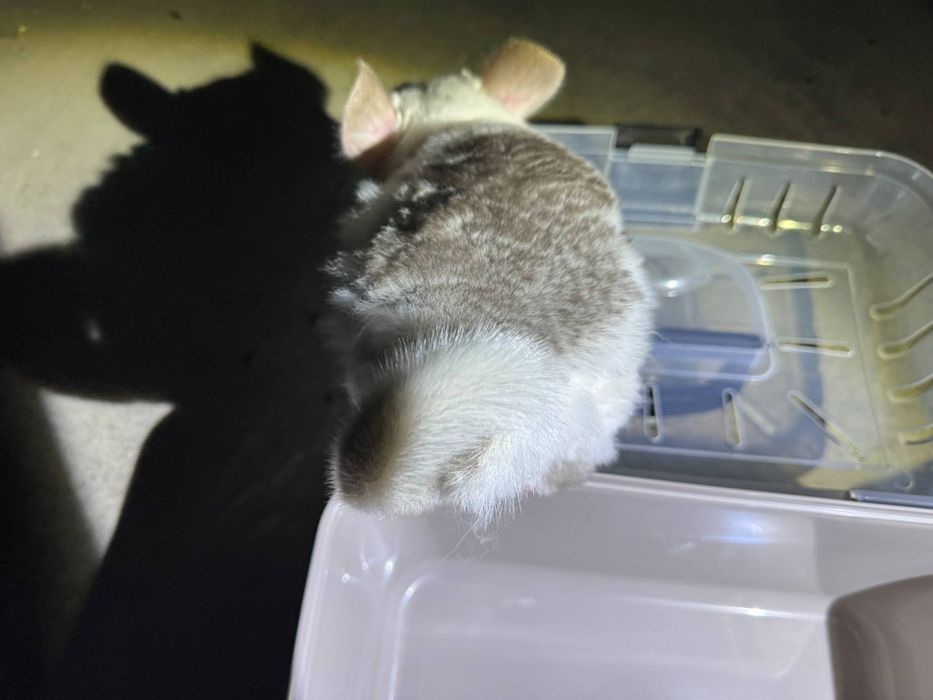 Szynszyl mozaika eksteremalna biały 5 miesięcy młody