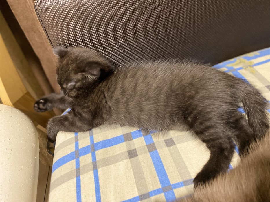 Шотландские котята