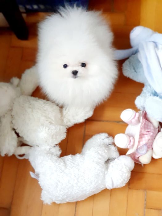 Szpic miniaturowy pomeranian * bardzo malenka dziewczynka*