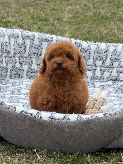 Pudel  Miniaturka  Red Brown Dziewczynka