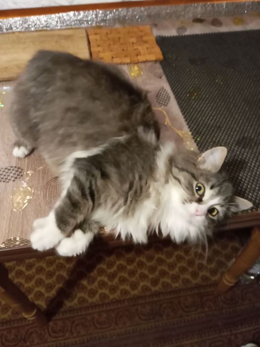 Хлопчик шукає родину