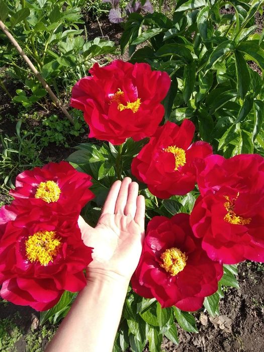 Пиони кустики деленки