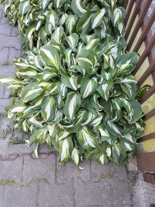 funkia (hosta) - kwiaty wieloletnie do ogrodu