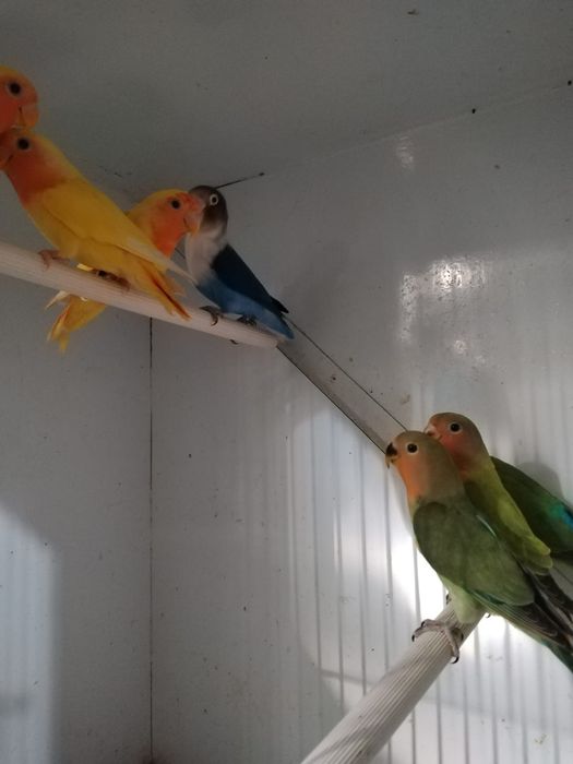 Agapones disponíveis