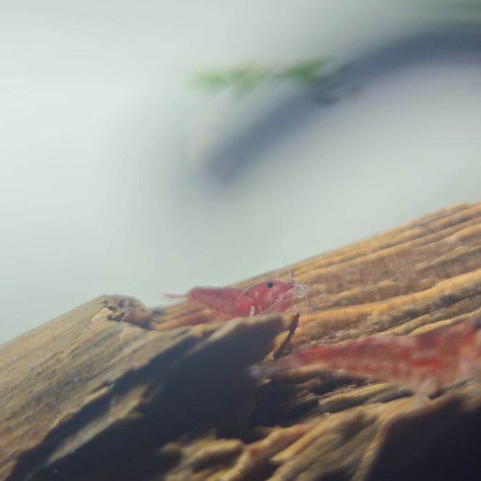 Neocaridina red cherry