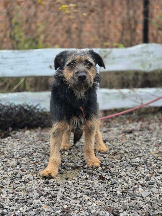 Niewielka Kokosia. młoda, delikatna sunia w typie terierka do adopcji