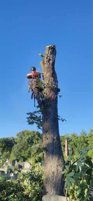 Обрізка, догляд та видалення аварійних дерев