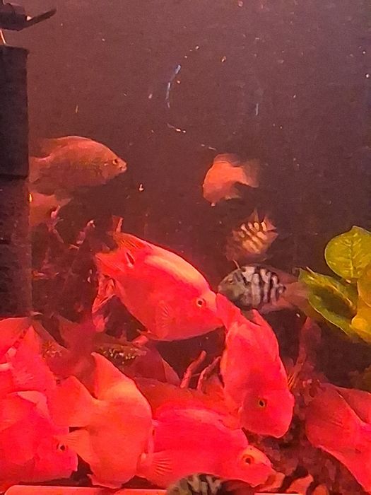 Pielegnice papuzie xxl, full red.