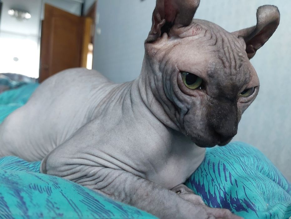 Кот Эльф на вязку