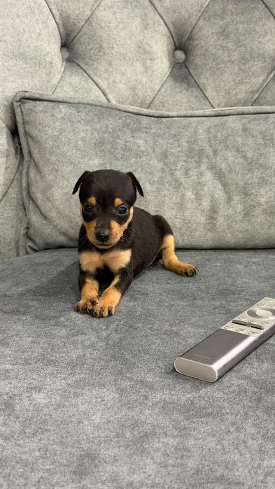 Pinscher miniatura