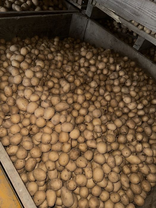 Sadzeniak ziemniaka rima