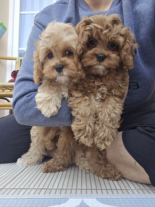 Cavapoo / chłopczyk