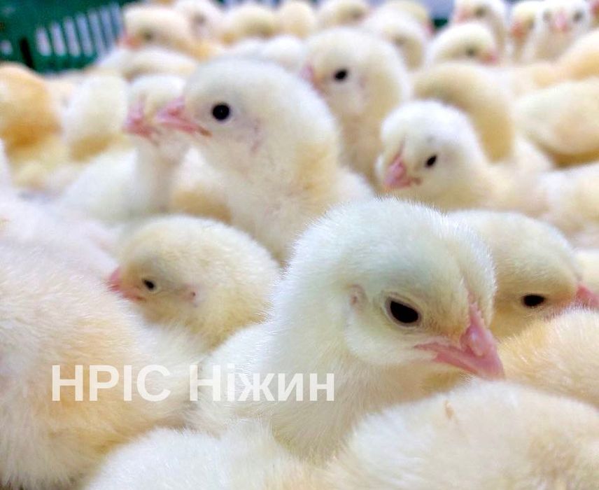 Бройлер добовий оптом від виробника