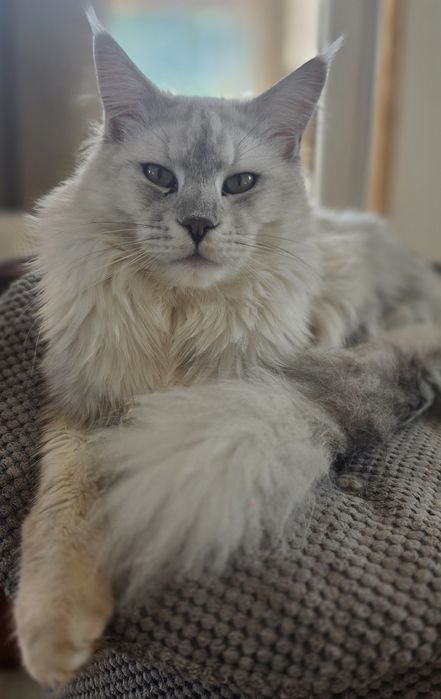 Koteczka mainecoon