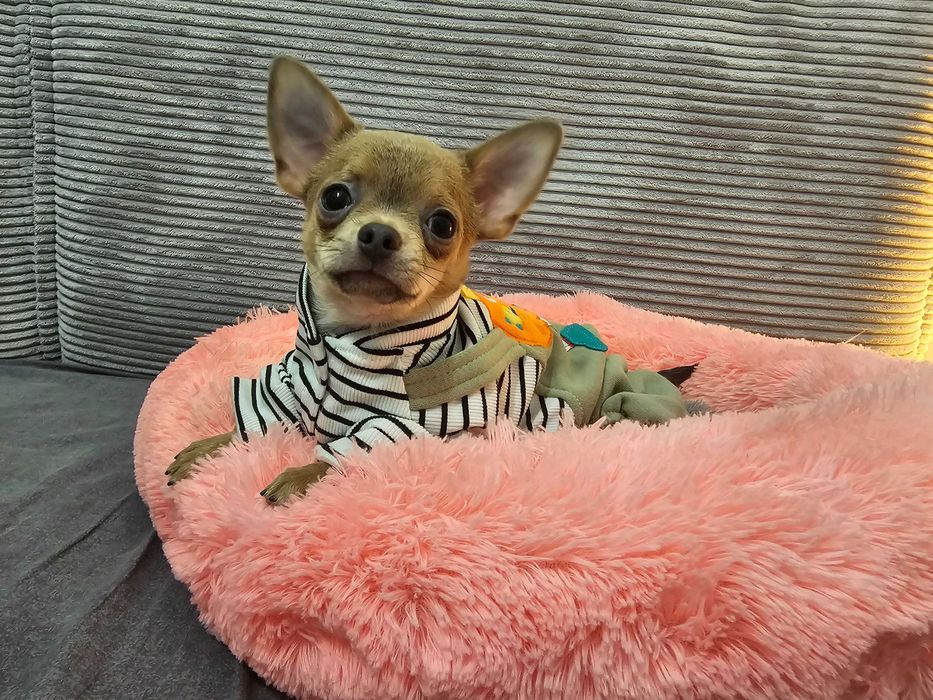 Chłopczyk chihuahua Isabella- tan.