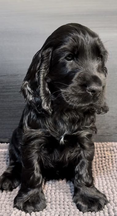 Cocker Spaniel macho 2 meses