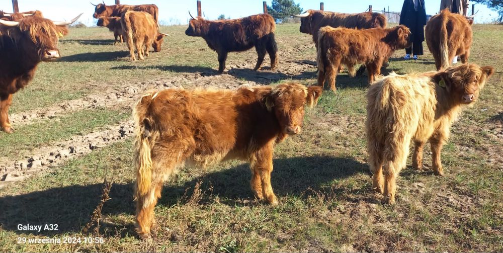 Szkockie Krowy Wysokogórskie (Highland Cattle)