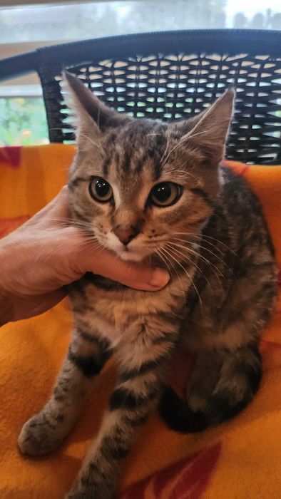 Uratowana KRUSZYNKA,szuka swojego kochajacego człowieka!