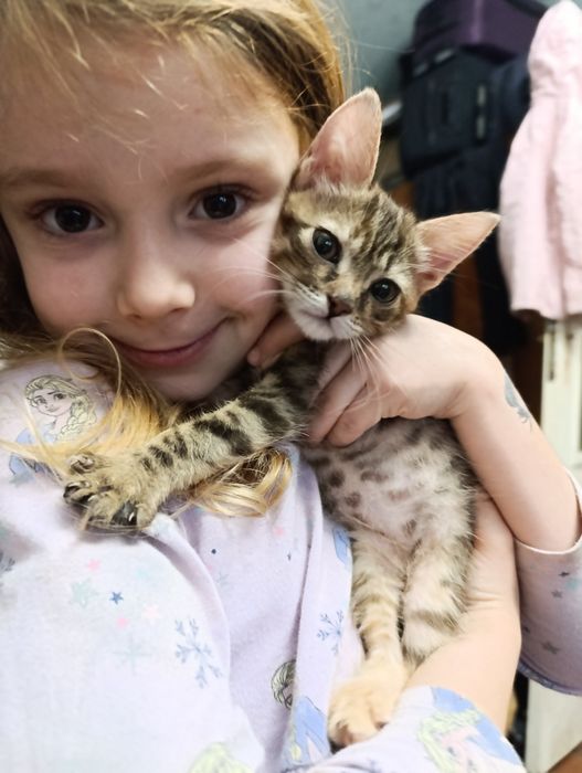 Кошеня дівчинка шукає родину