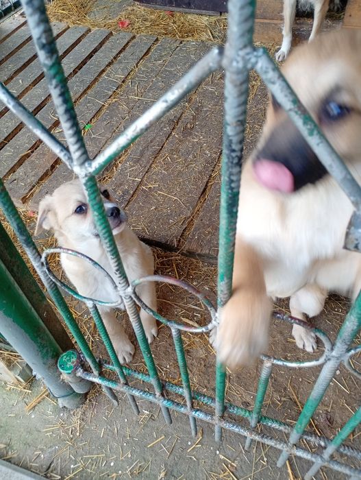 Oddam w dobre ręce dwa pieski 3 miesięczne