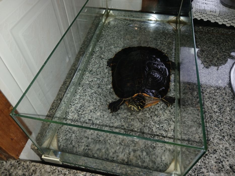 Tartaruga e aquário para venda