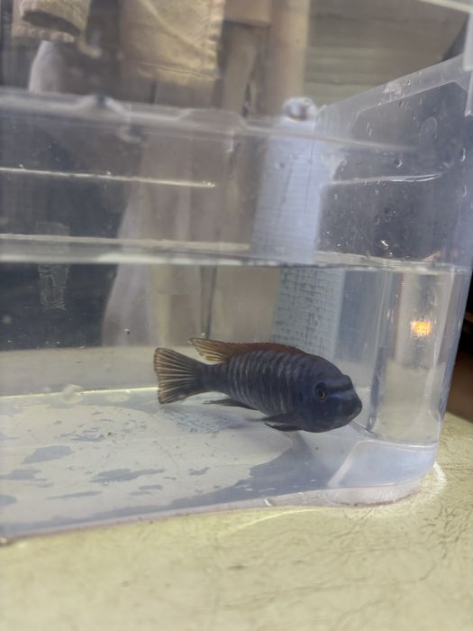Labeotropheus Thumbi West MACHO