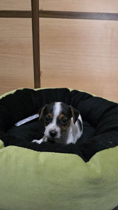 Jack russell puro