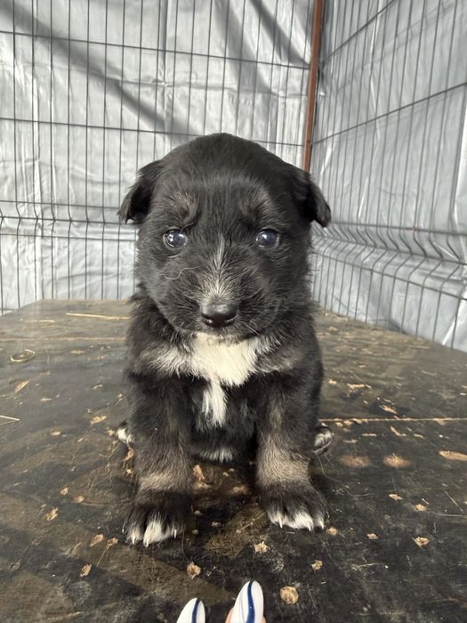 Щенята в добрі руки