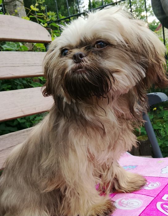 Gaga mini sunia shih tzu / domowa hodowla