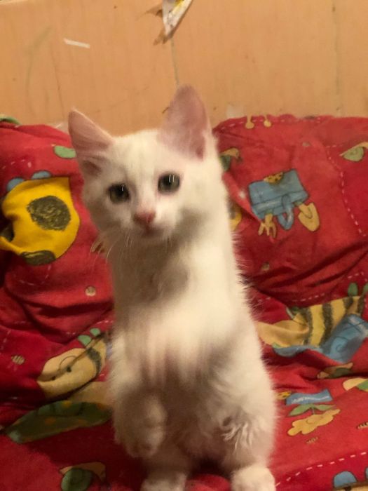 Котята мышеловы  Днепр