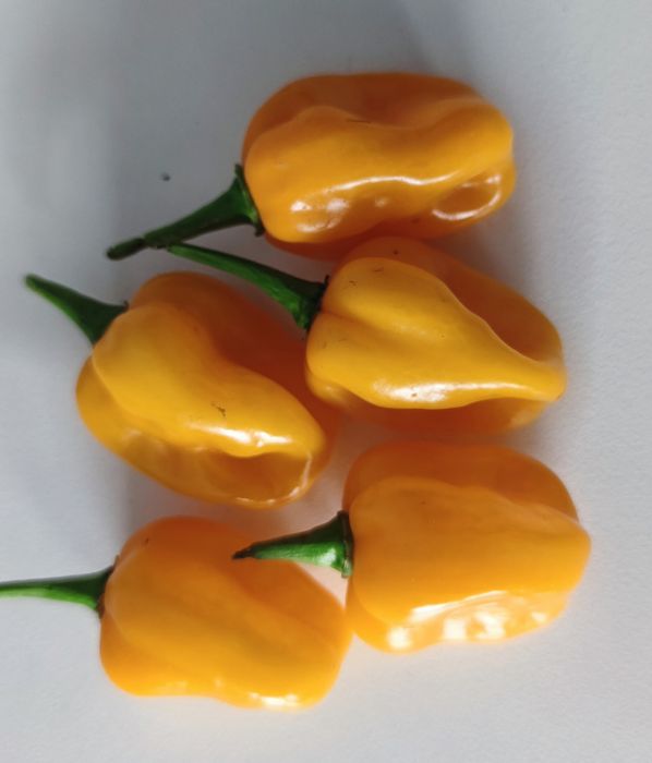 Sementes de pimentas