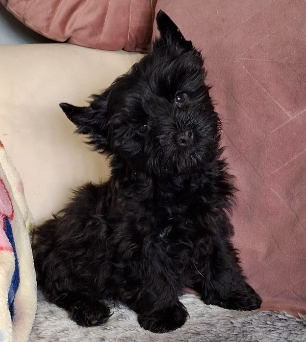 Śliczny piesek Yorkshire Terrier Black