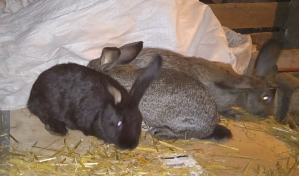 Króliki 3kg do dalszej hodowli