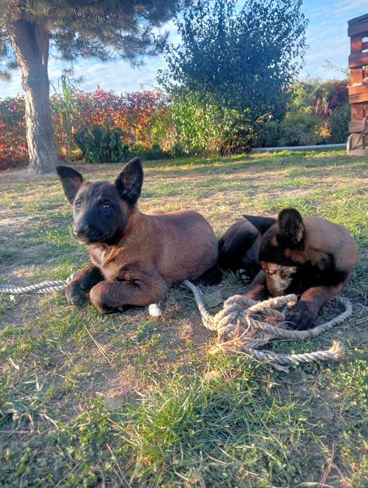 Owczarek belgijski malinois