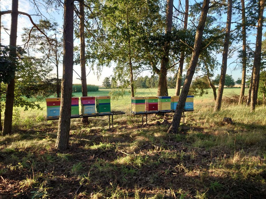 Ule dadant , miniplus sprzedam