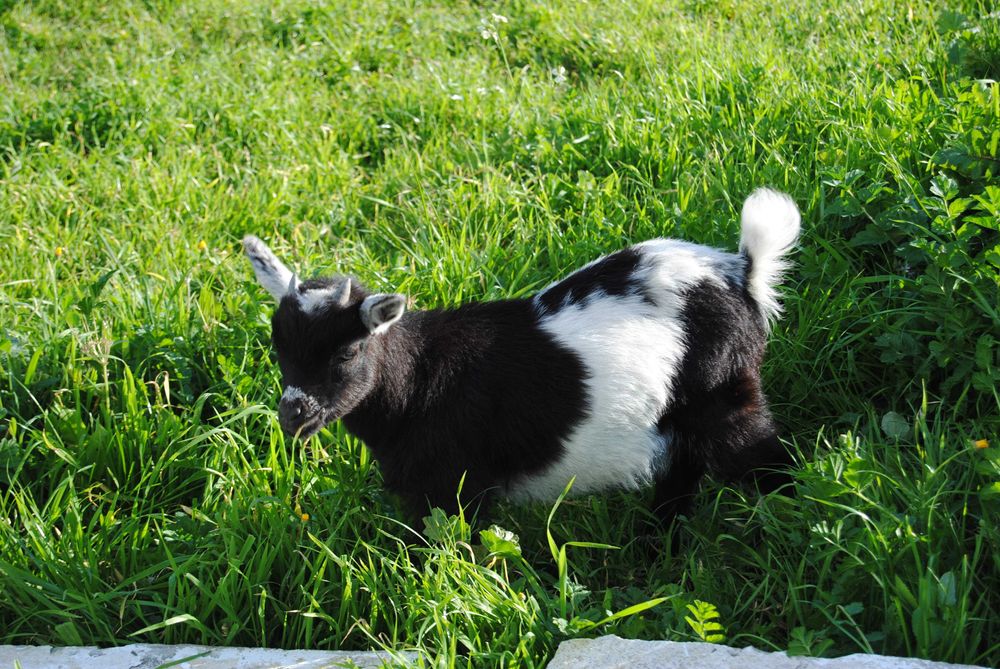 Cabras Anãs para venda ou troca