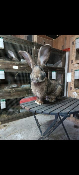 Olbrzym belgijski samce