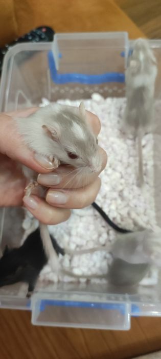 Продам піщанок мишок
