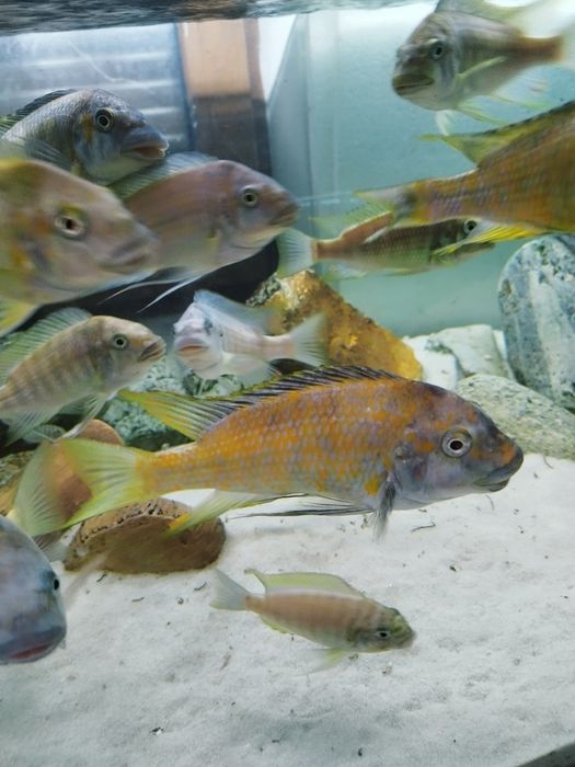 Petrochromis kasumbe kibige tanganika dzikie dorosłe