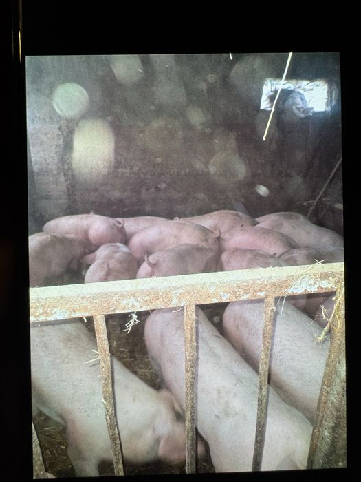 Продаю свиней ! Живий вес - + продаю гній .