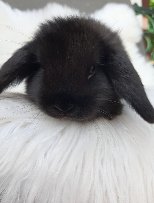 Kroliki baranek miniaturka karzelek mini lop. Cena CAŁKOWITA.