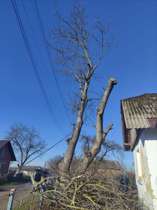 Зрізання Дерев ,Зрізка Дерев