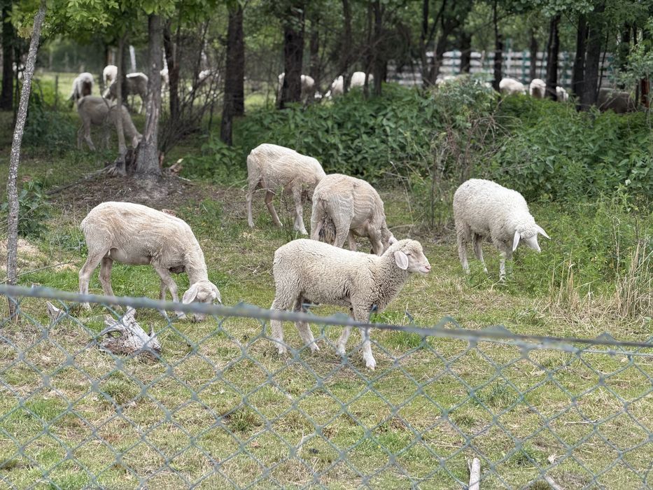 Вівці,овцы  Мериноландшаф(Німеччина)