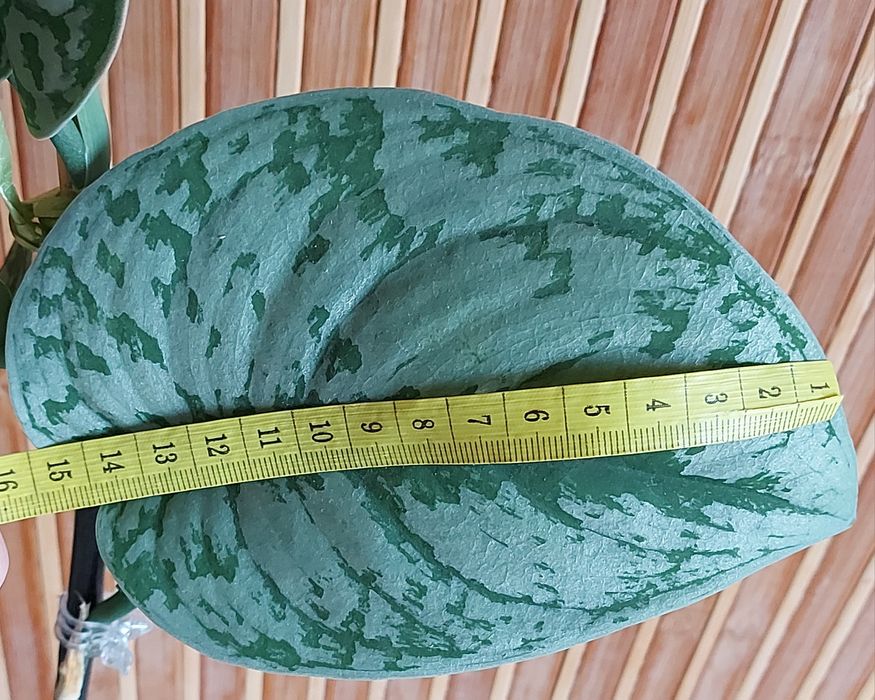 сциндапсус, філодендрон