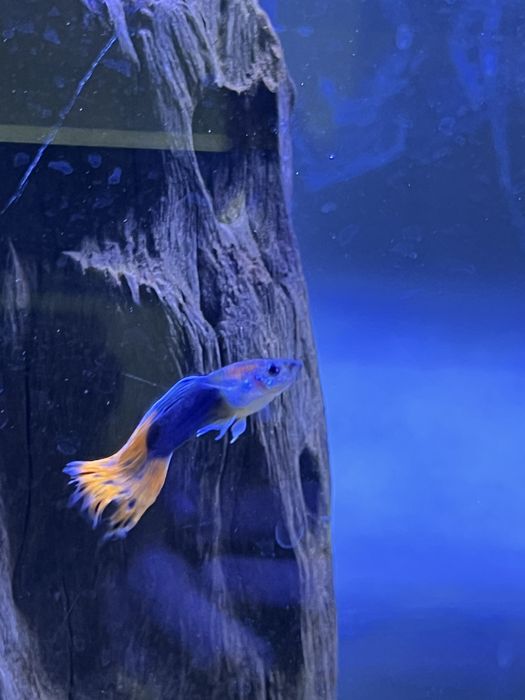 Guppie, Gato-De-Vidro, Limpa Vidros, Molly, Camarão