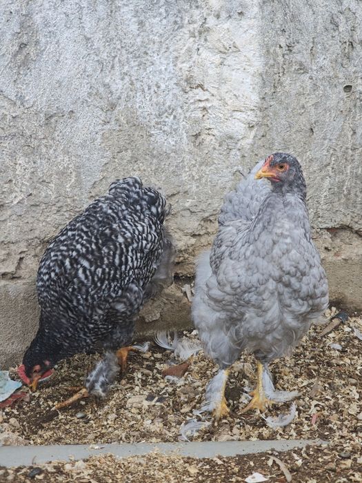 Casal Cochinchina