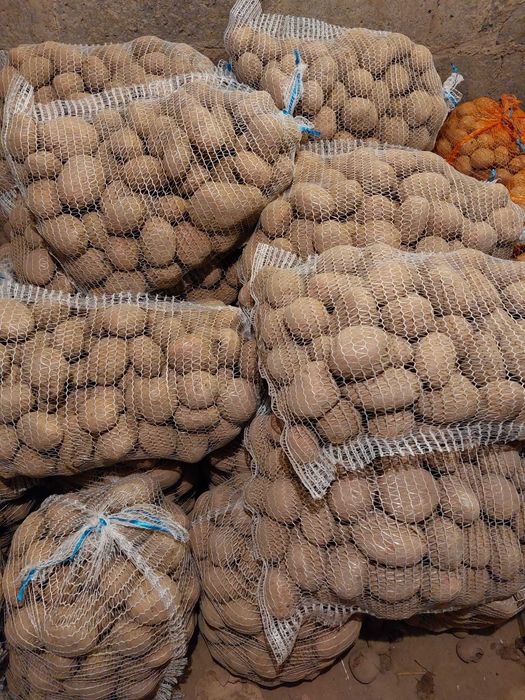 Ziemniaki prosto od producenta