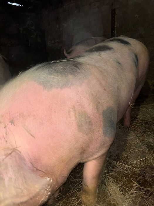 домашние свиньи.