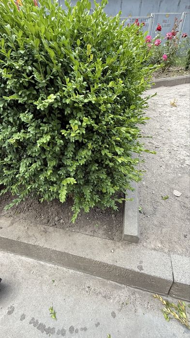 Покос трави, підрізка кущів, догляд за деревами