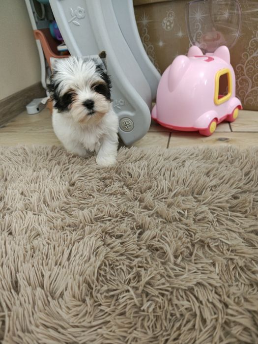Yorkshire terrier biewer piesek